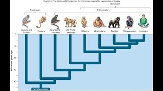 Why Are There Still Monkeys [upl. by Pepito]