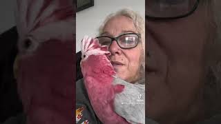 Parrot freaks out over fly 😂 funny [upl. by Corabel]