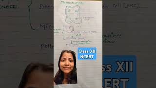 Process of microsporogenesis ncertsolutions biology NEET classxii plantphysio youtubeshorts [upl. by Glenn]