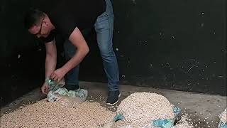 How to Prepare Wood Pellets Horse Bedding [upl. by Eiramyelhsa]