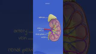 kidney anatomy and physiology animation humananatomy anatomy biology humanorgansystem [upl. by Zertnom]