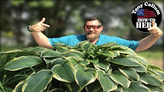 SECRETS to Growing Huge Hosta  QUICKLY [upl. by Rexferd630]