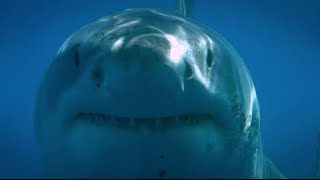 Blue Water White Shark Guadalupe 2008 [upl. by Adnylg]