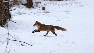 Ranzzeit beim FuchsKämpfende Füchse Fighting Foxes [upl. by Eiveneg661]