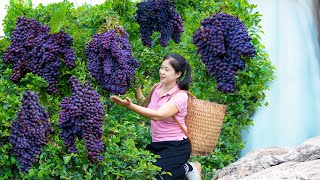 Vietnamese beautiful girl Harvest Grape amp Goes To Market Sell  Harvesting And Cooking [upl. by Deehsar]