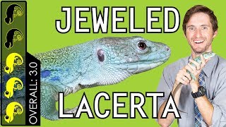 Jeweled Lacerta The Best Pet Lizard [upl. by Ailedo]