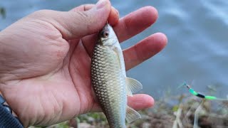 Hook Fishing at the River Fish Hunt Live 24 Nov fishing livefishing hookfish [upl. by Harbed279]