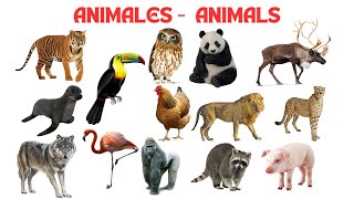 Animales salvajes para niños  Wild animals for kids  Vocabulario de animales salvajes  Animales [upl. by Ikim]