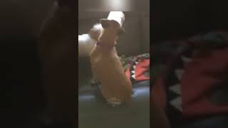 Funny Dogs That Will Make You Laugh [upl. by Semaj]