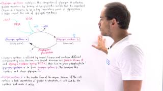 Glycogen Synthase Regulation [upl. by Elisabetta]