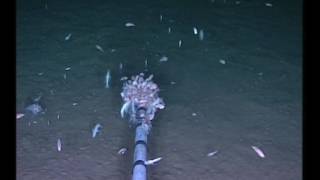 Banned chemicals from the 70s found in deepest reaches of the ocean [upl. by Arahsak95]