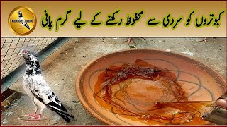 Making Warm Water for Pigeons in Winter season  Kabooter Anmol Pigeons [upl. by Oralla]