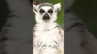 Lemur is the worlds most addictive animal facts viral shorts [upl. by Oinotla]