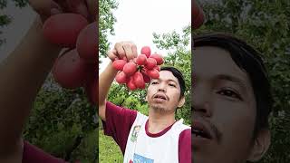 Bongan Wild Fruit 🍓🍑 fruit wildfruit yum [upl. by Ricky]