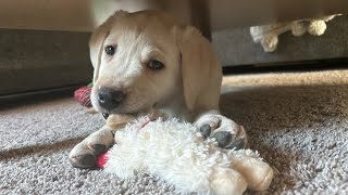 Lab Puppy BUDDY THE ELF Meets His New Parents amp HDL Relatives labrador puppy cutepuppies [upl. by Rosen513]