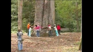 Souto da Retorta  Eucaliptal de Chavín Viveiro  Lugo [upl. by Laband]