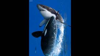 Orca Kills Great White for Liver🦈😱orca [upl. by Eido]