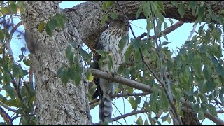 Juvenile SharpShinned Hawk in a Tree [upl. by Enitsenre]