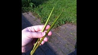 Knitting With Catalpa Tree Seed Pods [upl. by Ahsenek]