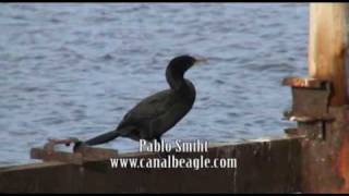 Phalacrocorax olivaceus Biguá Neotropic Cormorant [upl. by Aurore678]