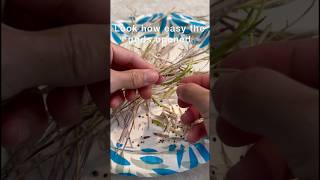 Collecting and Saving Arugula Seed is Easy garden plants gardeningtips gardening seeds veggies [upl. by Kenzie]