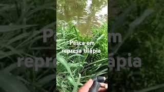 Pesca d tilápia [upl. by Leinahtan]