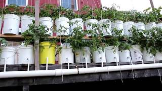 Dutch bucket tomatoes outdoors Yes you can do it [upl. by Jere]