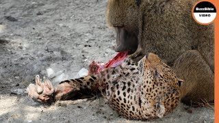 This Baboon Took Revenge on The Leopards Mother [upl. by Akselaw732]