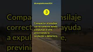 Ensilaje como alimento para el ganado alimento naturaleza ganado Lamagiadelcampo2024 [upl. by Fillbert]