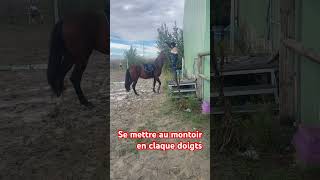 Manon lui a appris à se positionner juste en claquant les doigts horse chevaux cheval [upl. by Negeam567]