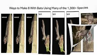 Fun With Numbers by Adding Ways to Make 8 With Bats using Many of the 1300 Species 1 [upl. by Luigi]