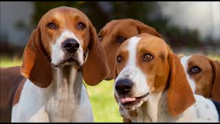 American Foxhound Dog breed [upl. by Clarissa]