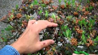 Rhododendron Ramapo Bonsai Preparation Part I Pruningmp4 [upl. by Aidile135]