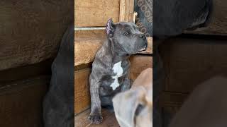 Cane Corso Puppy Blue Color canecorso [upl. by Almira421]