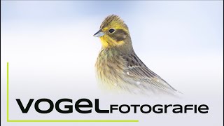 Vogelfotografie an der Winterfütterung  Naturfotografie Tutorial [upl. by Aicitan885]