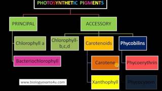 3 Major Classes of Pigments in Photosynthesis [upl. by Tynan]