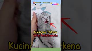 kucingmu terkena virus panleukopenia😭 kucinglucu kucingmeoong cat [upl. by Stickney]