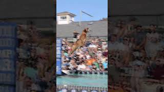 Vertical Dog Jump dog statefair animals [upl. by Ardnaeed]