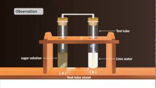 Science Subject  CBSE BOARD  Experiment of Alcoholic Fermentation in Yeast [upl. by Padriac436]