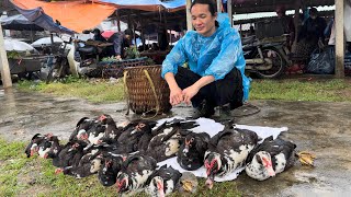 Zon sells wild chickens ducks pigeon  wild boars vang hoa king kong amazon [upl. by Noyrb]