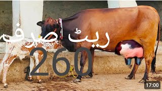 Jersey freezing cross cow 🐄 for sale in YouTube call me 034332660372112024 [upl. by Drye]