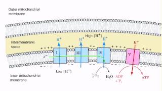 Coupling of ETS and ATP synthesis [upl. by Arihsaj]