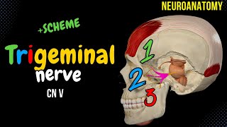 CN 5 Trigeminal Nerve EASY Scheme  Animation [upl. by Ymor475]