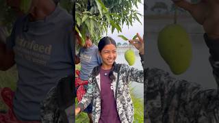 বন্ধুরা দেখো গাছে কতো আম হইসে❤️ viralvideo farming village youtubeshorts funny comedy [upl. by Bellda]