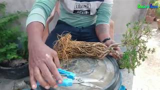 My Premna Microphylla Bonsai Tree Root Development PART01 [upl. by Sualakcin]