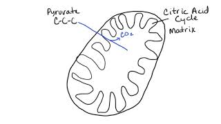 7 Pyruvate Oxidation [upl. by Harpole978]