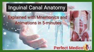 Inguinal Canal Anatomy Explained in 5 Minutes Inguinal Canal mnemonics and animations [upl. by Yellek]