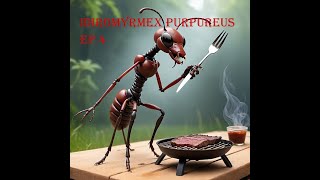 Iridomyrmex Purpureus ep 4 On déménage les zaustraliennes [upl. by Tteragram]