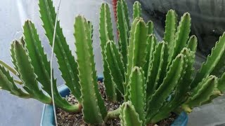 Stapelia Gigantea [upl. by Tiebold]