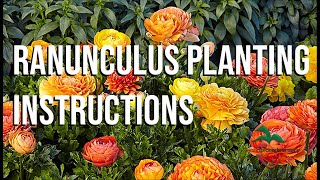 Ranunculus Bulbs Planting Instructions 5 Easy Steps [upl. by Fleisig]